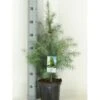 Himalaya Ceder Cedrus Deodara Potte 3,0 Liter,- 40-60 Cm.