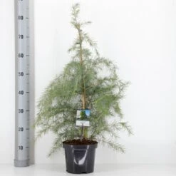 Himalaya Ceder Cedrus Deodara Potte 3,0 Liter,- 40-60 Cm. -Sirius Butik p513 33417 cedrus deodara 746a