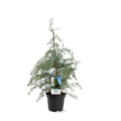 Himalaya Ceder Cedrus Deodara Potte 3,0 Liter,- 40-60 Cm. -Sirius Butik p513 39518 image 759f