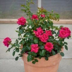 'Avila'™ Rosa X 'Avila'™ (Slotsrose) A-Kvalitet,- Barrods Roser Min. 3 Grene 7 'Avila'™ Rosa X 'Avila'™ (Slotsrose) A-Kvalitet,- Barrods Roser Min. 3 Grene -Sirius Butik p5158 51882 rosa x avila slotsrose 515d