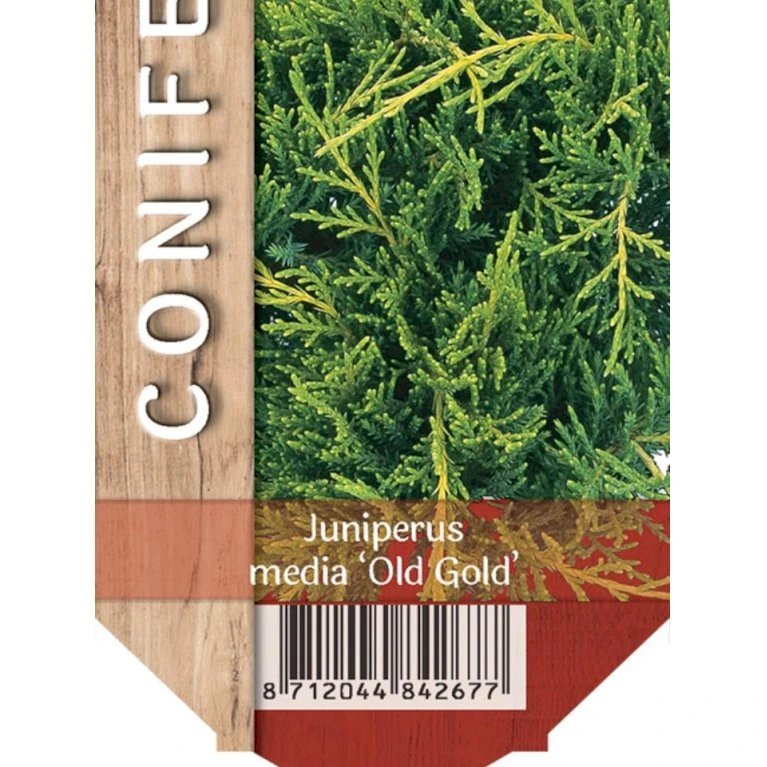 Kinesisk Enebær 'Old Gold' Juniperus Chinensis 'Old Gold' Potte 2,0 Liter,- 20-25 Cm. 1 Kinesisk Enebær 'Old Gold' Juniperus Chinensis 'Old Gold' Potte 2,0 Liter,- 20-25 Cm.
