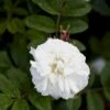 Rynket Rose 'Louise Bugnet' Rosa Rugosa 'Louise Bugnet' A-Kvalitet,- Barrods Roser Min. 3 Grene