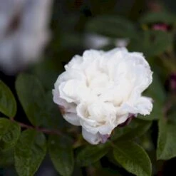 Rynket Rose 'Louise Bugnet' Rosa Rugosa 'Louise Bugnet' A-Kvalitet,- Barrods Roser Min. 3 Grene 7 Rynket Rose 'Louise Bugnet' Rosa Rugosa 'Louise Bugnet' A-Kvalitet,- Barrods Roser Min. 3 Grene -Sirius Butik p5234 52276 rosa rugosa louise bugnet 514f