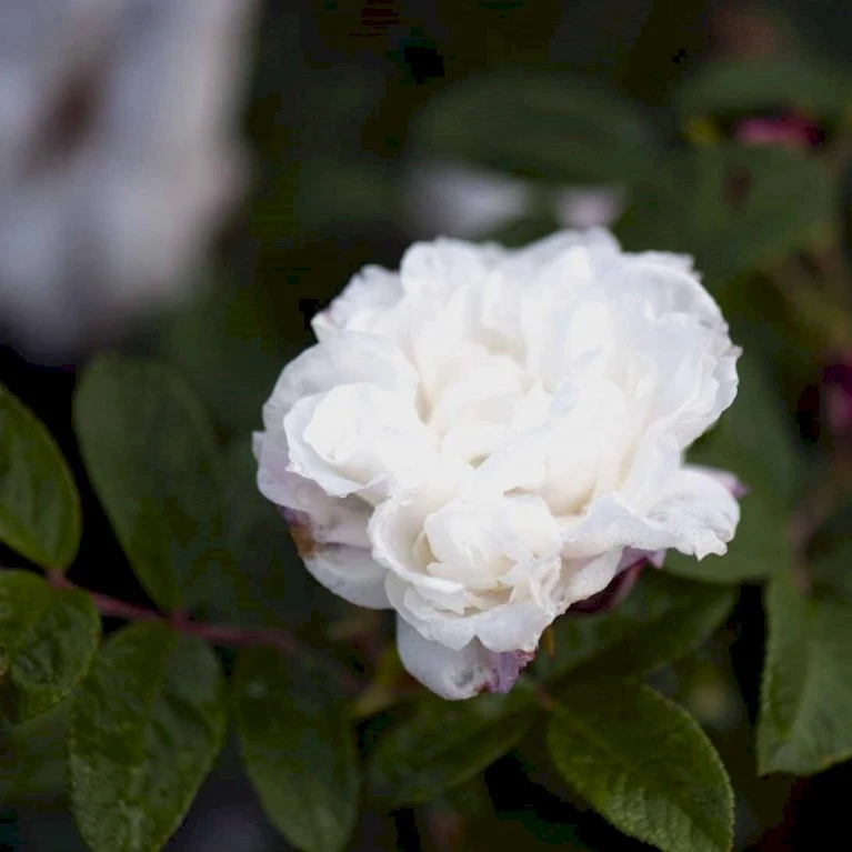 Rynket Rose 'Louise Bugnet' Rosa Rugosa 'Louise Bugnet' A-Kvalitet,- Barrods Roser Min. 3 Grene 3 Rynket Rose 'Louise Bugnet' Rosa Rugosa 'Louise Bugnet' A-Kvalitet,- Barrods Roser Min. 3 Grene - Billede 3