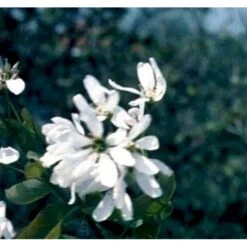 Rundbladet Bærmispel Amelanchier Rotundifolia Potte 7,5 Liter 125-150 Cm. -Sirius Butik p5246 41336 amelanchier rotundifolia 74f6