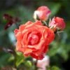'Prinsesse Marie' Rosa X 'Prinsesse Marie' (Storblomstrende) A-Kvalitet,- Barrods Roser Min. 3 Grene