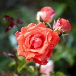 'Prinsesse Marie' Rosa X 'Prinsesse Marie' (Storblomstrende) A-Kvalitet,- Barrods Roser Min. 3 Grene