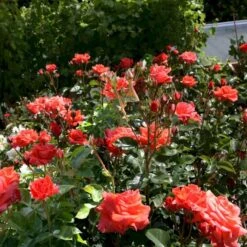 'Prinsesse Marie' Rosa X 'Prinsesse Marie' (Storblomstrende) A-Kvalitet,- Barrods Roser Min. 3 Grene -Sirius Butik p5265 51363 rosa x prinsesse marie storblomstrende 237e