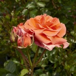 'Prinsesse Marie' Rosa X 'Prinsesse Marie' (Storblomstrende) A-Kvalitet,- Barrods Roser Min. 3 Grene -Sirius Butik p5265 51365 rosa x prinsesse marie storblomstrende d85f