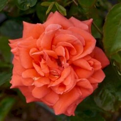 'Prinsesse Marie' Rosa X 'Prinsesse Marie' (Storblomstrende) A-Kvalitet,- Barrods Roser Min. 3 Grene -Sirius Butik p5265 51366 rosa x prinsesse marie storblomstrende 9cc1