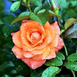 'Prinsesse Marie' Rosa X 'Prinsesse Marie' (Storblomstrende) A-Kvalitet,- Barrods Roser Min. 3 Grene -Sirius Butik p5265 51367 rosa x prinsesse marie storblomstrende 78c6