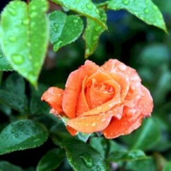 'Prinsesse Marie' Rosa X 'Prinsesse Marie' (Storblomstrende) A-Kvalitet,- Barrods Roser Min. 3 Grene -Sirius Butik p5265 51368 rosa x prinsesse marie storblomstrende 297d