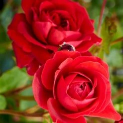 'Look Good Feel Better'™ Rosa X 'Look Good Feel Better'™ (Slotsrose) A-Kvalitet,- Barrods Roser Min. 3 Grene -Sirius Butik p5266 51827 rosa x look good feel better slotsrose 45b4