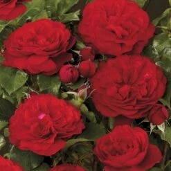 'Look Good Feel Better'™ Rosa X 'Look Good Feel Better'™ (Slotsrose) A-Kvalitet,- Barrods Roser Min. 3 Grene -Sirius Butik p5266 51829 rosa x look good feel better slotsrose 55cd