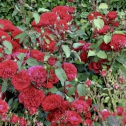 'Look Good Feel Better'™ Rosa X 'Look Good Feel Better'™ (Slotsrose) A-Kvalitet,- Barrods Roser Min. 3 Grene -Sirius Butik p5266 51830 rosa x look good feel better slotsrose 30e7