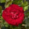 'Grand Award'™ Rosa X 'Grand Award'™ (Slyngrose) A-Kvalitet,- Barrods Roser Min. 3 Grene
