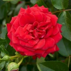 'Grand Award'™ Rosa X 'Grand Award'™ (Slyngrose) A-Kvalitet,- Barrods Roser Min. 3 Grene 12 'Grand Award'™ Rosa X 'Grand Award'™ (Slyngrose) A-Kvalitet,- Barrods Roser Min. 3 Grene -Sirius Butik p5267 52226 rosa x grand award slyngrose 2ad2