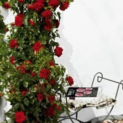 'Grand Award'™ Rosa X 'Grand Award'™ (Slyngrose) A-Kvalitet,- Barrods Roser Min. 3 Grene 14 'Grand Award'™ Rosa X 'Grand Award'™ (Slyngrose) A-Kvalitet,- Barrods Roser Min. 3 Grene -Sirius Butik p5267 52228 rosa x grand award slyngrose 3b68