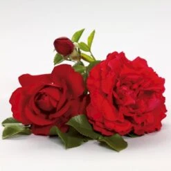 'Grand Award'™ Rosa X 'Grand Award'™ (Slyngrose) A-Kvalitet,- Barrods Roser Min. 3 Grene 15 'Grand Award'™ Rosa X 'Grand Award'™ (Slyngrose) A-Kvalitet,- Barrods Roser Min. 3 Grene -Sirius Butik p5267 52229 rosa x grand award slyngrose 026f