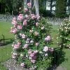 'Mamma Mia'™ Rosa X 'Mamma Mia'™ (Slyngrose) A-Kvalitet,- Barrods Roser Min. 3 Grene