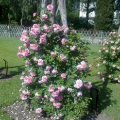 'Mamma Mia'™ Rosa X 'Mamma Mia'™ (Slyngrose) A-Kvalitet,- Barrods Roser Min. 3 Grene