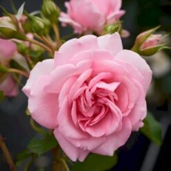 'Mamma Mia'™ Rosa X 'Mamma Mia'™ (Slyngrose) A-Kvalitet,- Barrods Roser Min. 3 Grene -Sirius Butik p5268 52238 rosa x mamma mia slyngrose 8a72