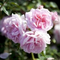 'Mamma Mia'™ Rosa X 'Mamma Mia'™ (Slyngrose) A-Kvalitet,- Barrods Roser Min. 3 Grene -Sirius Butik p5268 52239 rosa x mamma mia slyngrose d88a