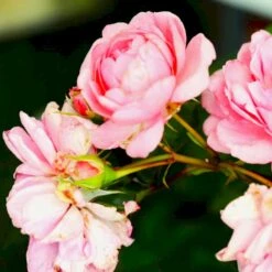 'Mamma Mia'™ Rosa X 'Mamma Mia'™ (Slyngrose) A-Kvalitet,- Barrods Roser Min. 3 Grene -Sirius Butik p5268 52240 rosa x mamma mia slyngrose ced3