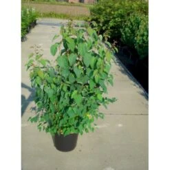 Hjertetræ Cercidiphyllum Japonicum Potte 12 Liter,- 100-125 Cm.