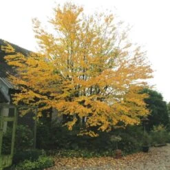 Hjertetræ Cercidiphyllum Japonicum Potte 12 Liter,- 100-125 Cm. -Sirius Butik p528 47311 cercidiphyllum japonicum a0fa