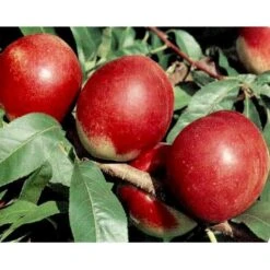 Nektarin 'Nectared' Prunus Var. Nucipersica 'Nectared' 5 Liter Potte