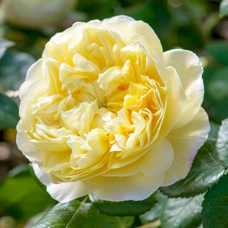 'Charles Darwin'™ Rosa X 'Charles Darwin'™ (Engelsk Rose) A-Kvalitet,- Barrods Roser Min. 3 Grene 1 'Charles Darwin'™ Rosa X 'Charles Darwin'™ (Engelsk Rose) A-Kvalitet,- Barrods Roser Min. 3 Grene