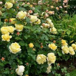 'Charles Darwin'™ Rosa X 'Charles Darwin'™ (Engelsk Rose) A-Kvalitet,- Barrods Roser Min. 3 Grene 11 'Charles Darwin'™ Rosa X 'Charles Darwin'™ (Engelsk Rose) A-Kvalitet,- Barrods Roser Min. 3 Grene -Sirius Butik p5351 52956 rosa x charles darwin engelsk rose 1381