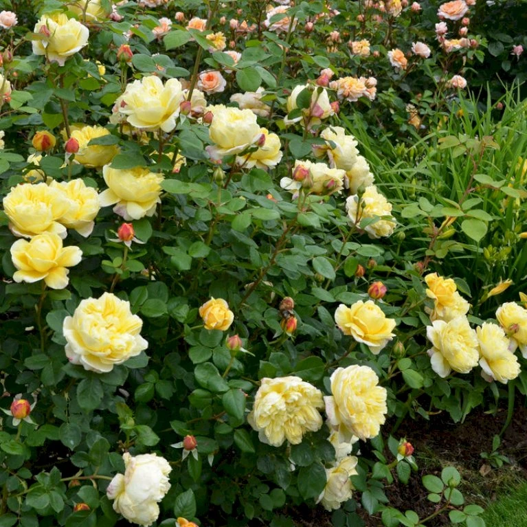 'Charles Darwin'™ Rosa X 'Charles Darwin'™ (Engelsk Rose) A-Kvalitet,- Barrods Roser Min. 3 Grene 3 'Charles Darwin'™ Rosa X 'Charles Darwin'™ (Engelsk Rose) A-Kvalitet,- Barrods Roser Min. 3 Grene - Billede 3