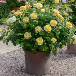 'Charles Darwin'™ Rosa X 'Charles Darwin'™ (Engelsk Rose) A-Kvalitet,- Barrods Roser Min. 3 Grene 12 'Charles Darwin'™ Rosa X 'Charles Darwin'™ (Engelsk Rose) A-Kvalitet,- Barrods Roser Min. 3 Grene -Sirius Butik p5351 52957 rosa x charles darwin engelsk rose 37e3