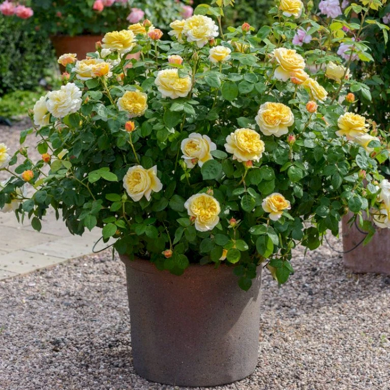 'Charles Darwin'™ Rosa X 'Charles Darwin'™ (Engelsk Rose) A-Kvalitet,- Barrods Roser Min. 3 Grene 4 'Charles Darwin'™ Rosa X 'Charles Darwin'™ (Engelsk Rose) A-Kvalitet,- Barrods Roser Min. 3 Grene - Billede 4