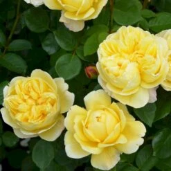 'Charles Darwin'™ Rosa X 'Charles Darwin'™ (Engelsk Rose) A-Kvalitet,- Barrods Roser Min. 3 Grene 13 'Charles Darwin'™ Rosa X 'Charles Darwin'™ (Engelsk Rose) A-Kvalitet,- Barrods Roser Min. 3 Grene -Sirius Butik p5351 52958 rosa x charles darwin engelsk rose 9b2d