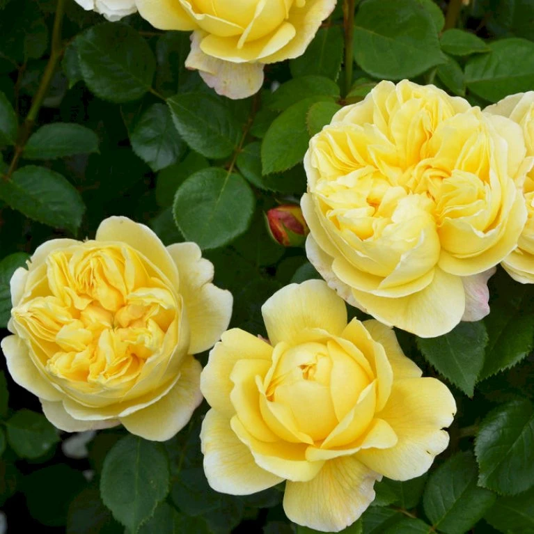 'Charles Darwin'™ Rosa X 'Charles Darwin'™ (Engelsk Rose) A-Kvalitet,- Barrods Roser Min. 3 Grene 5 'Charles Darwin'™ Rosa X 'Charles Darwin'™ (Engelsk Rose) A-Kvalitet,- Barrods Roser Min. 3 Grene - Billede 5
