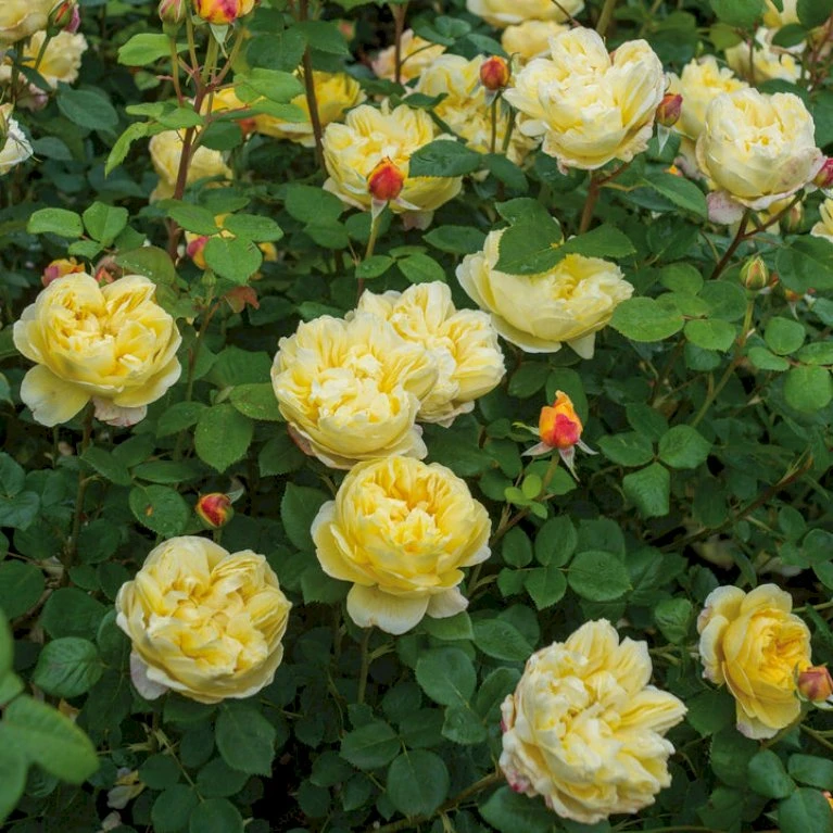 'Charles Darwin'™ Rosa X 'Charles Darwin'™ (Engelsk Rose) A-Kvalitet,- Barrods Roser Min. 3 Grene 7 'Charles Darwin'™ Rosa X 'Charles Darwin'™ (Engelsk Rose) A-Kvalitet,- Barrods Roser Min. 3 Grene - Billede 7
