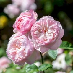 'Gentle Hermione' Rosa X 'Gentle Hermione' (Engelsk Rose) A-Kvalitet,- Barrods Roser Min. 3 Grene