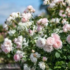 'Gentle Hermione' Rosa X 'Gentle Hermione' (Engelsk Rose) A-Kvalitet,- Barrods Roser Min. 3 Grene -Sirius Butik p5361 52992 rosa x gentle hermione engelsk rose 4cb6