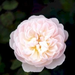 'Gentle Hermione' Rosa X 'Gentle Hermione' (Engelsk Rose) A-Kvalitet,- Barrods Roser Min. 3 Grene -Sirius Butik p5361 52995 rosa x gentle hermione engelsk rose dcd8