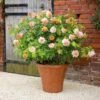 'Grace'™ Rosa X 'Grace'™ (Engelsk Rose) A-Kvalitet,- Barrods Roser Min. 3 Grene