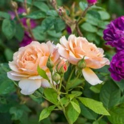 'Grace'™ Rosa X 'Grace'™ (Engelsk Rose) A-Kvalitet,- Barrods Roser Min. 3 Grene -Sirius Butik p5362 53014 rosa x grace engelsk rose 4d66