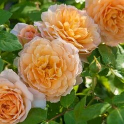'Grace'™ Rosa X 'Grace'™ (Engelsk Rose) A-Kvalitet,- Barrods Roser Min. 3 Grene -Sirius Butik p5362 53015 rosa x grace engelsk rose 1167