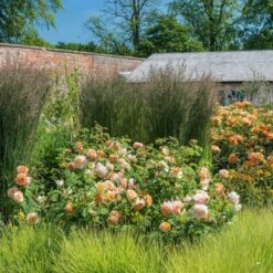 'Grace'™ Rosa X 'Grace'™ (Engelsk Rose) A-Kvalitet,- Barrods Roser Min. 3 Grene -Sirius Butik p5362 53016 rosa x grace engelsk rose 0a85