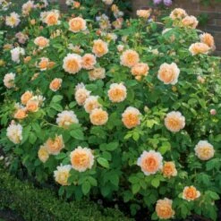 'Grace'™ Rosa X 'Grace'™ (Engelsk Rose) A-Kvalitet,- Barrods Roser Min. 3 Grene -Sirius Butik p5362 53018 rosa x grace engelsk rose f994