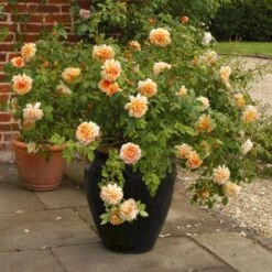 'Grace'™ Rosa X 'Grace'™ (Engelsk Rose) A-Kvalitet,- Barrods Roser Min. 3 Grene -Sirius Butik p5362 53019 rosa x grace engelsk rose 5e18