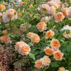 'Grace'™ Rosa X 'Grace'™ (Engelsk Rose) A-Kvalitet,- Barrods Roser Min. 3 Grene -Sirius Butik p5362 53020 rosa x grace engelsk rose 3594
