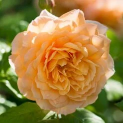 'Grace'™ Rosa X 'Grace'™ (Engelsk Rose) A-Kvalitet,- Barrods Roser Min. 3 Grene -Sirius Butik p5362 53021 rosa x grace engelsk rose 8a08